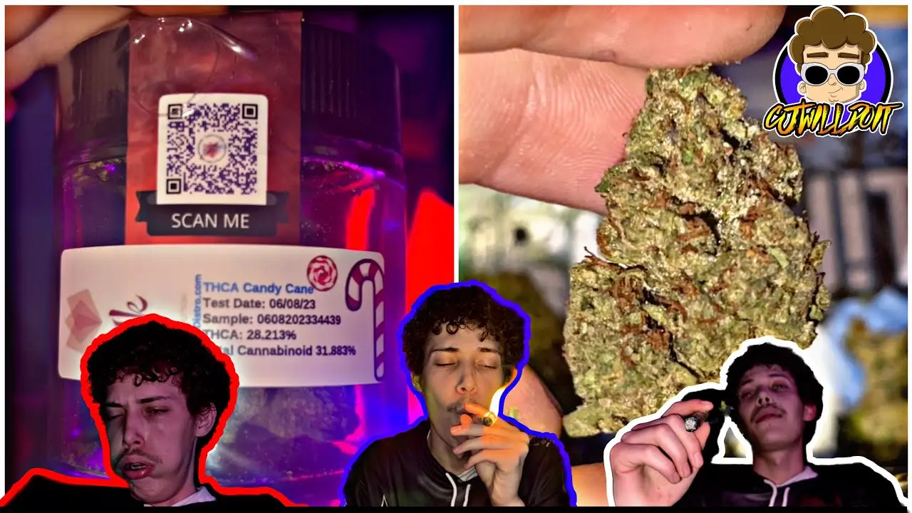 thca strains reviews