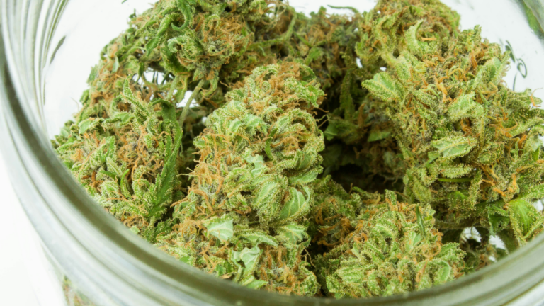 Buds of THCa curing in a jar