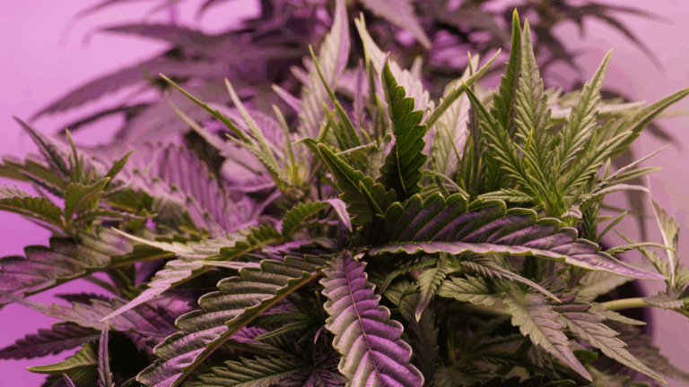 Indica vs. sativa goes beyond appearances