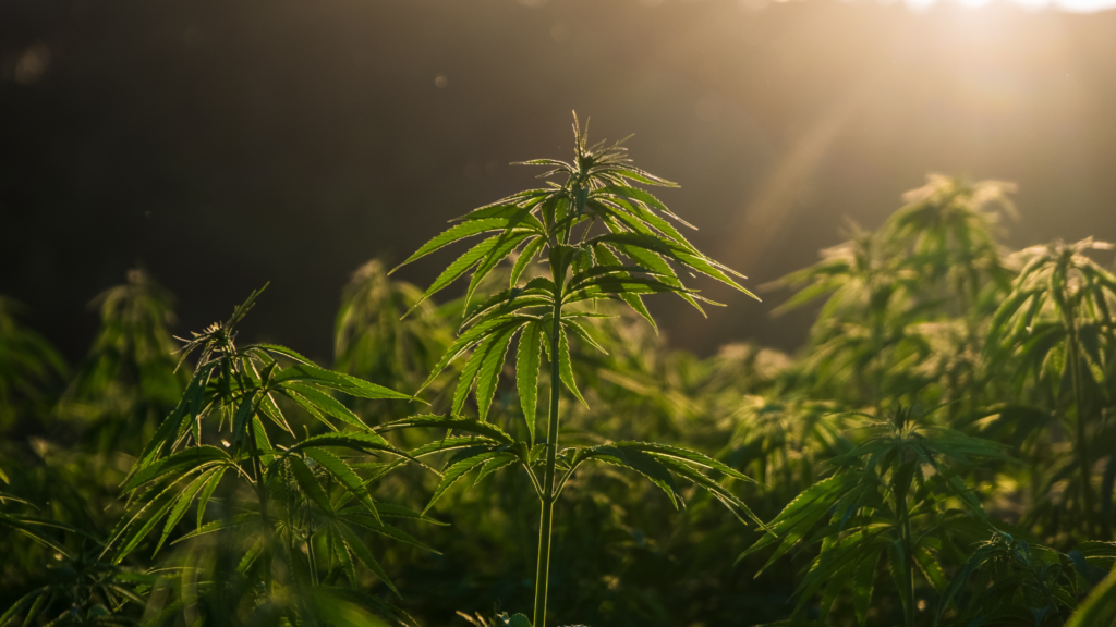 THCA vs Delta 8: What's the Difference?