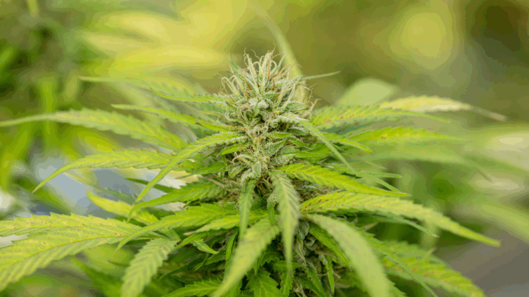 Fully grown sativa plant with trichomes