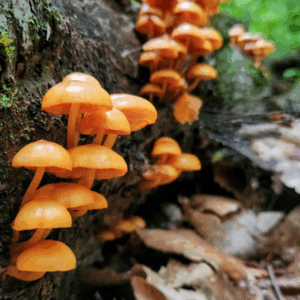 Mushroom clusters bursting forth