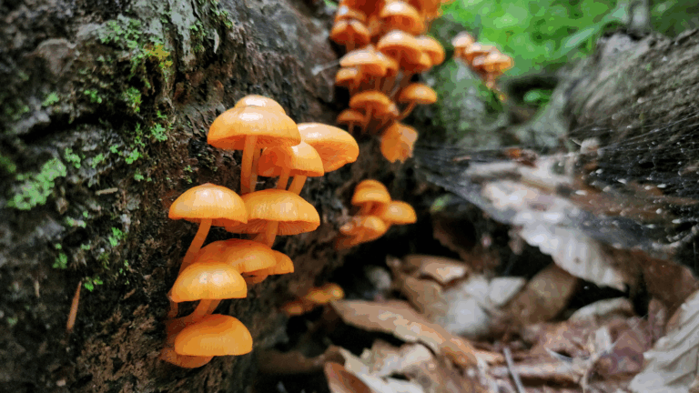 Mushroom clusters bursting forth