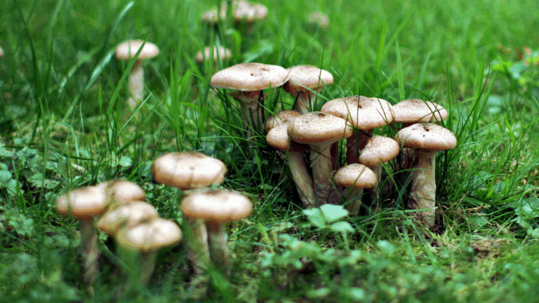 Mushrooms in autumn, Hilden, Germany