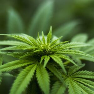 Thca Benefits