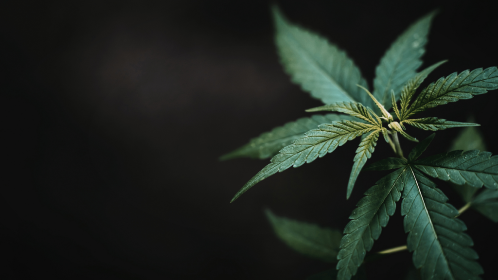 Is Sour Diesel Indica Or Sativa