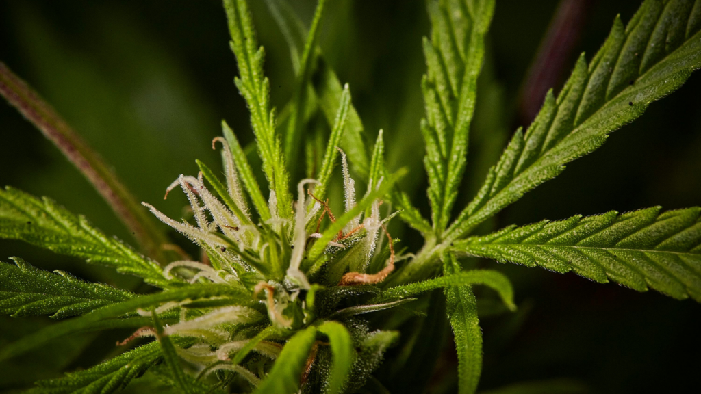 How To Enjoy 420 Responsibly: Safe Tips