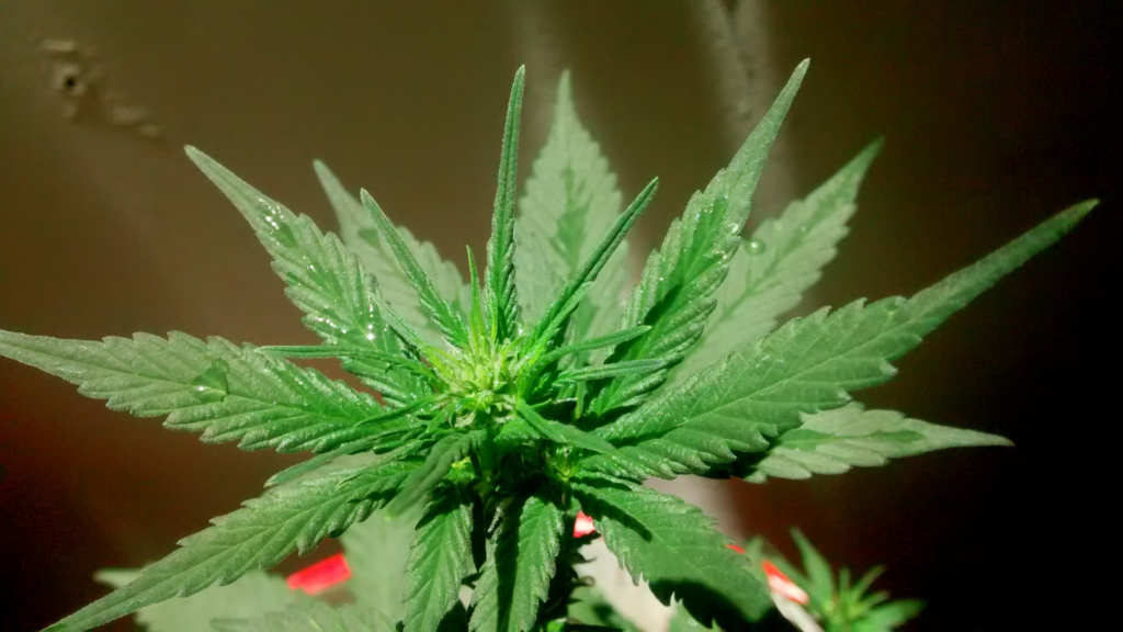THCA vs Delta-9: Which Is Better for 420?